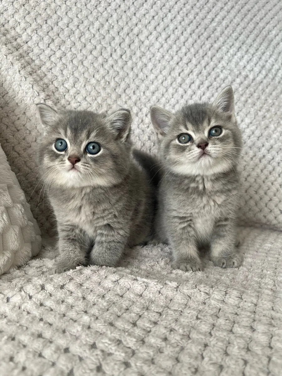 Beautiful British blue eyes kittens 2 boys left 🥰 - Image 1