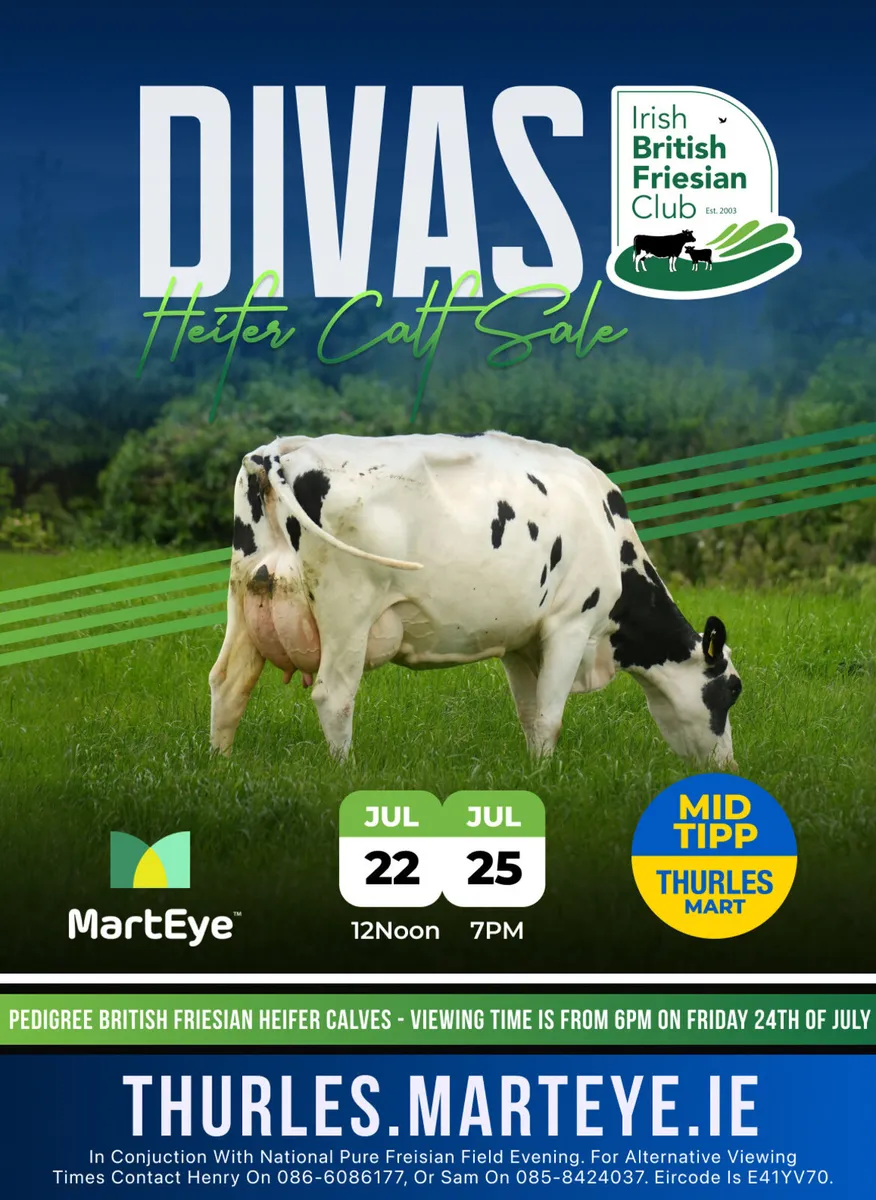 Dekeana Divas online heifer sale - Image 1