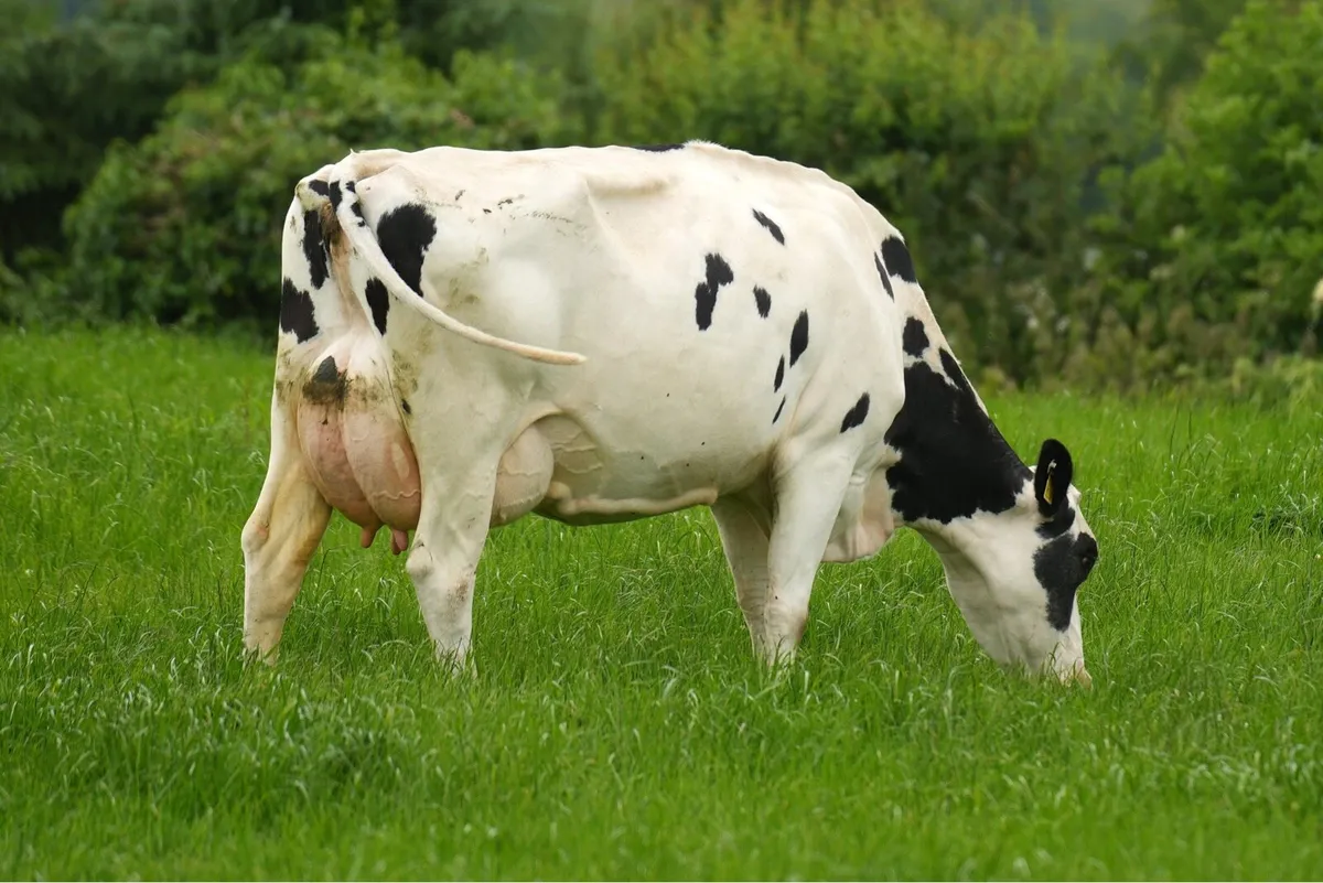 Dekeana Divas online heifer sale - Image 4