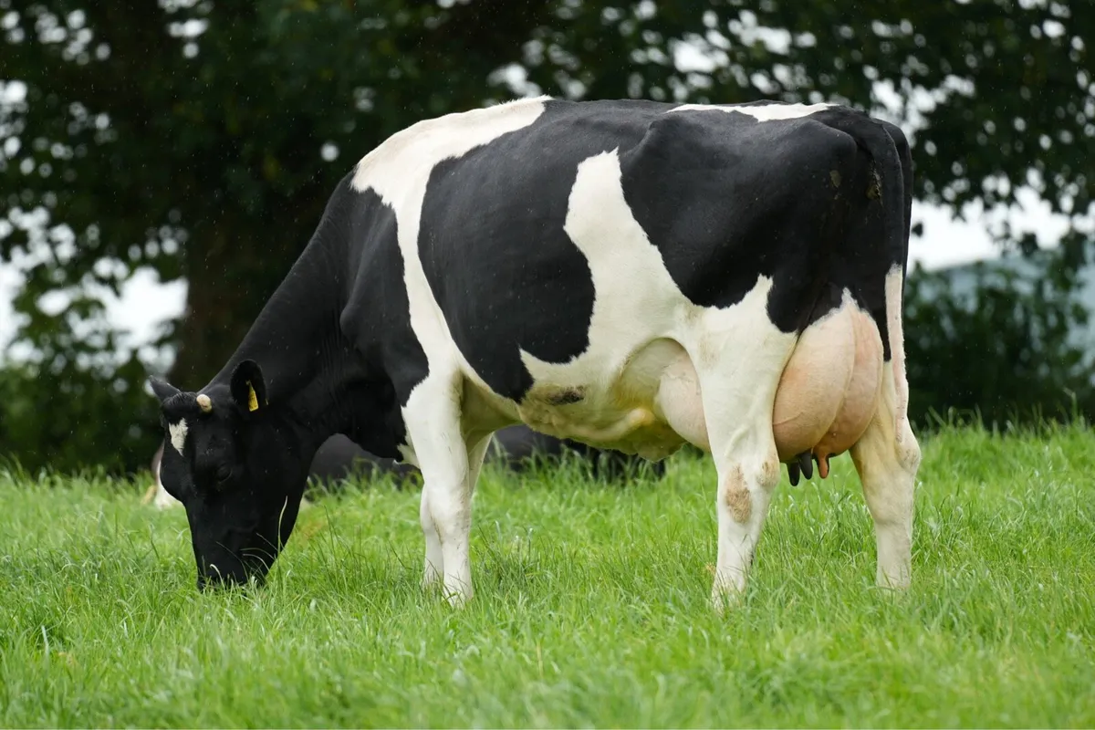 Dekeana Divas online heifer sale - Image 2