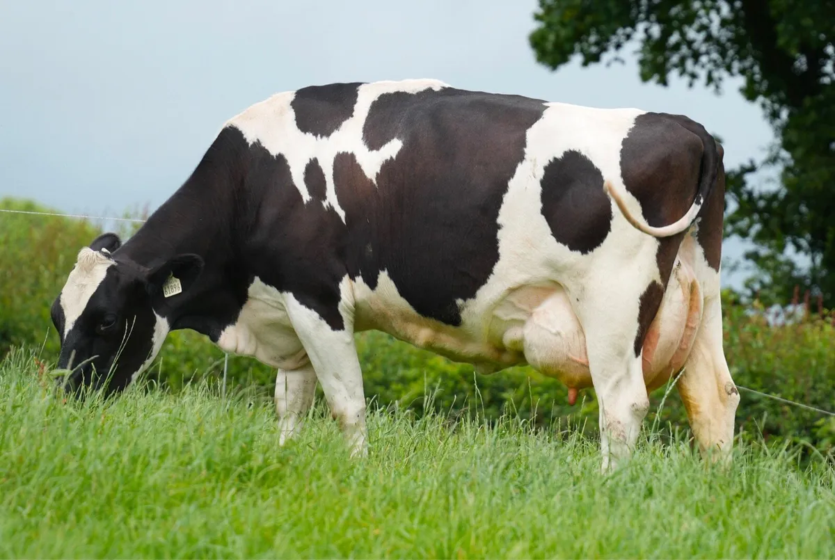 Dekeana Divas online heifer sale - Image 3