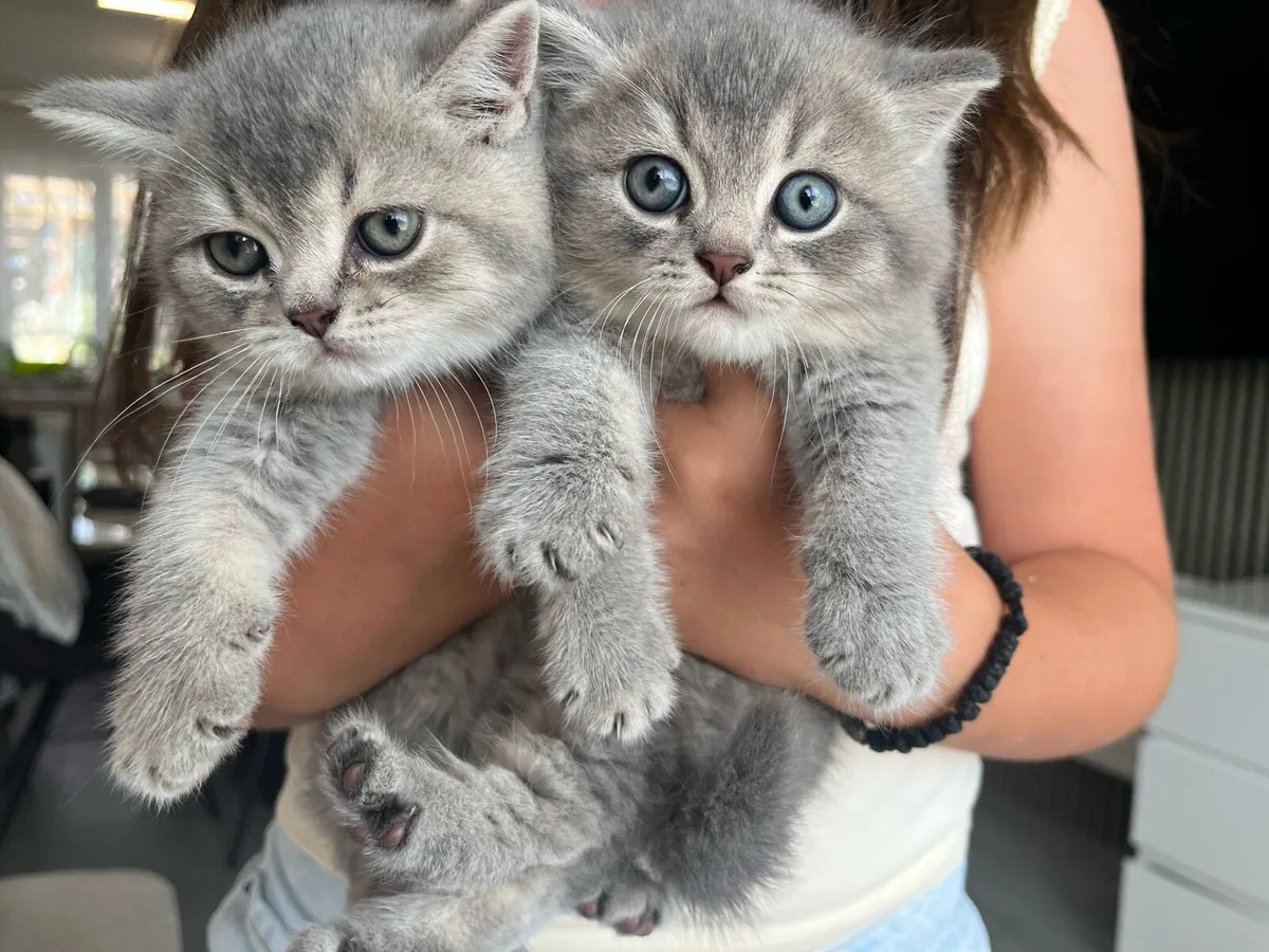 Beautiful British blue eyes kittens 2 boys left 🥰 - Image 2