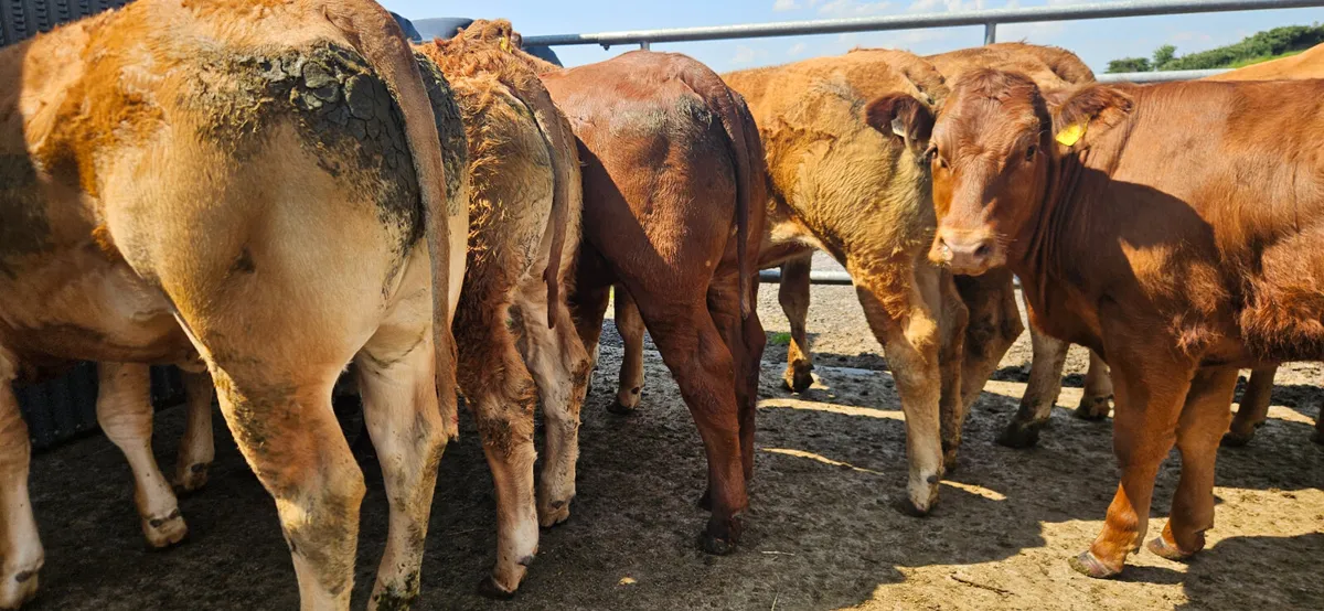 12 Exceptional U Grade Limousin Heifers. - Image 4