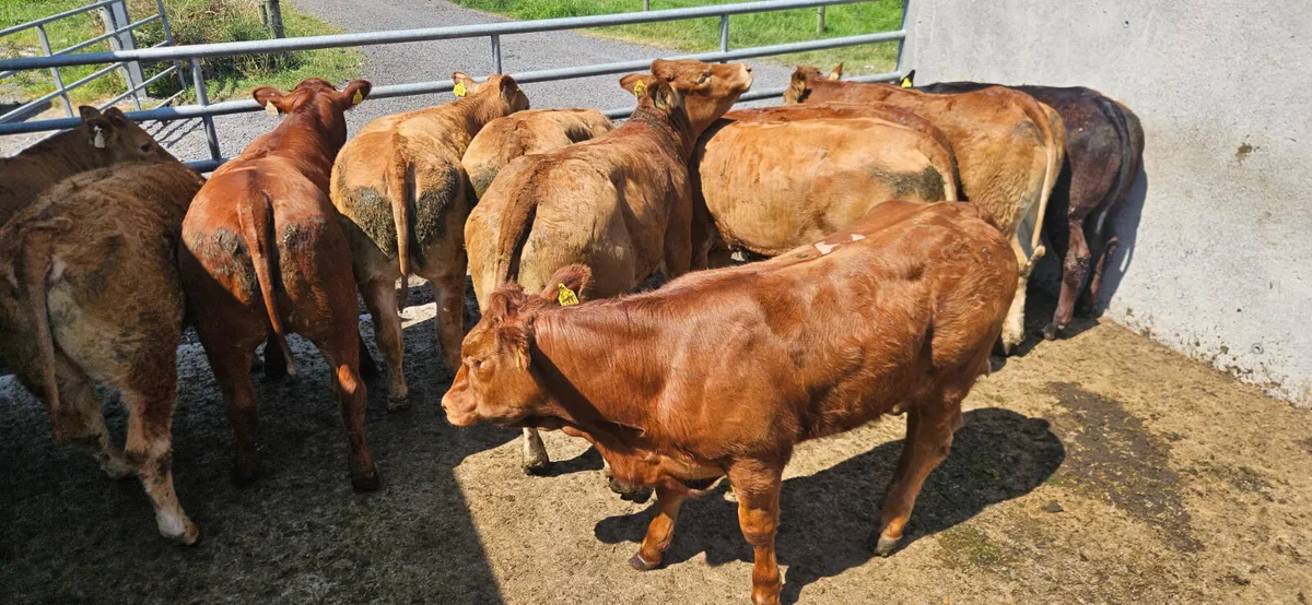 12 Exceptional U Grade Limousin Heifers. - Image 3