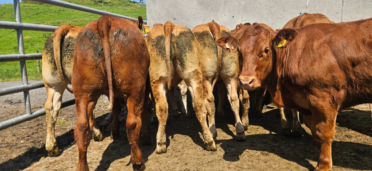 12 Exceptional U Grade Limousin Heifers. - Image 1