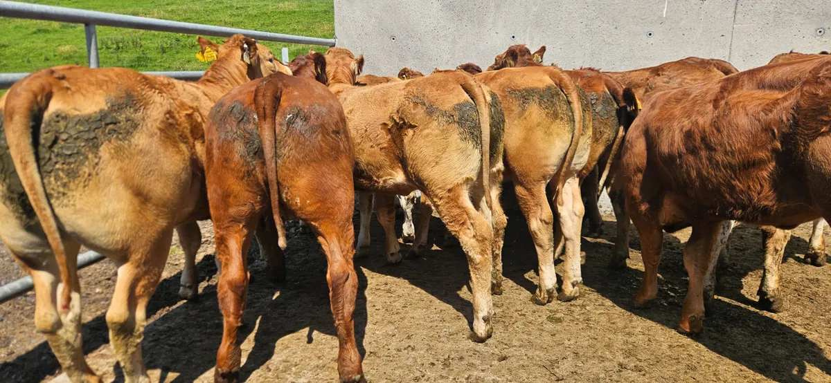 12 Exceptional U Grade Limousin Heifers. - Image 2