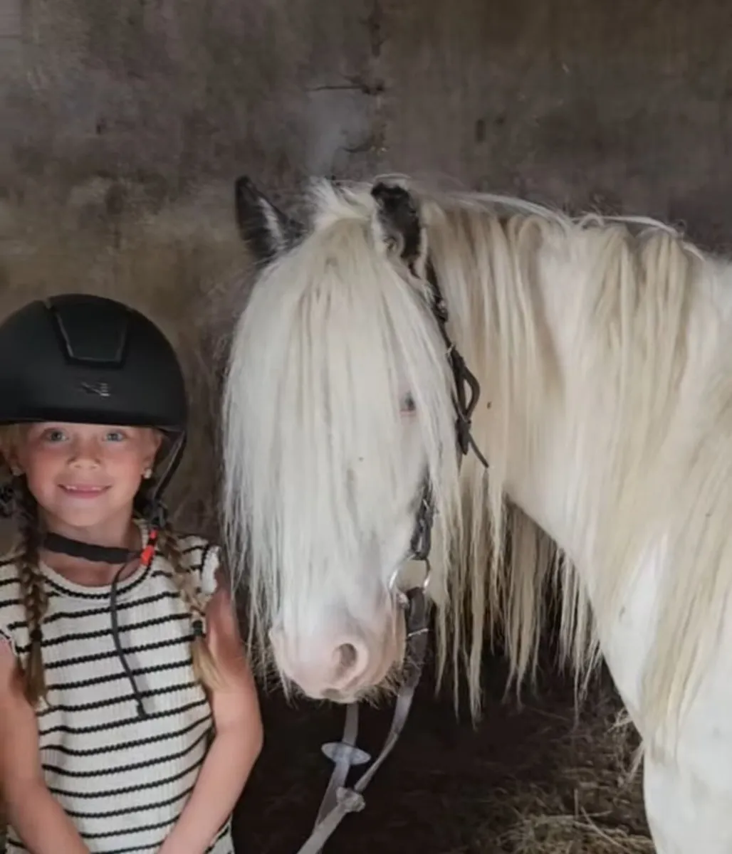 Casper - 12h - Childs Pony. - Image 2