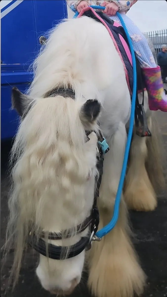 Casper - 12h - Childs Pony. - Image 3
