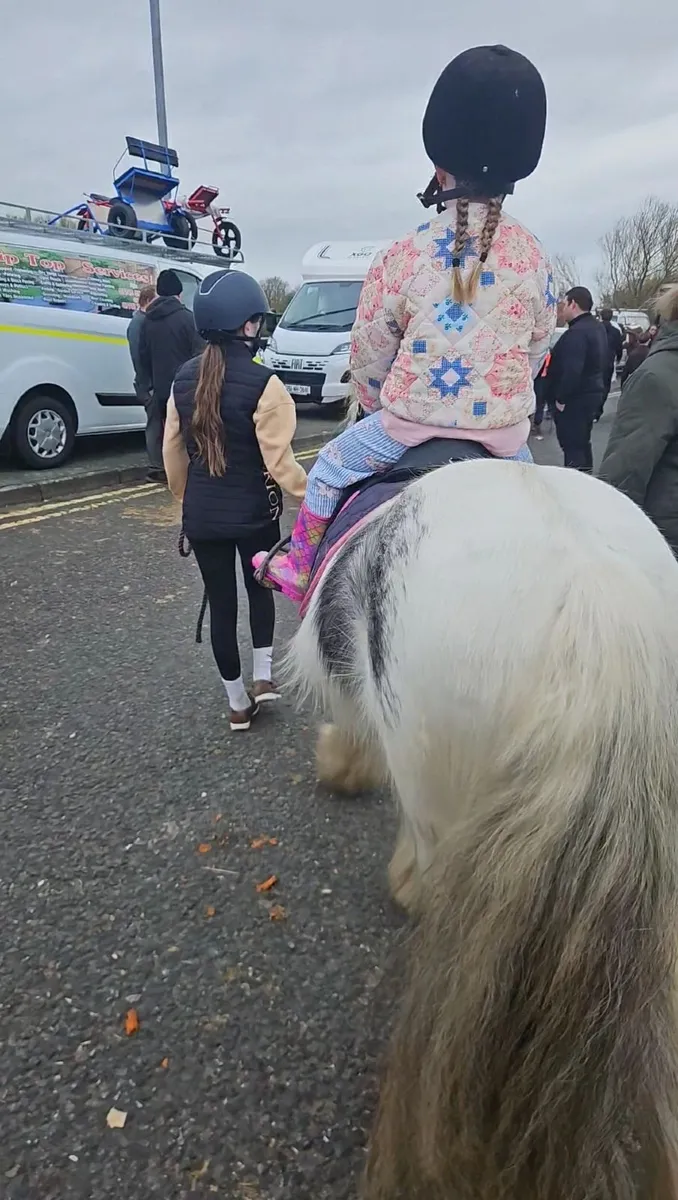 Casper - 12h - Childs Pony. - Image 1