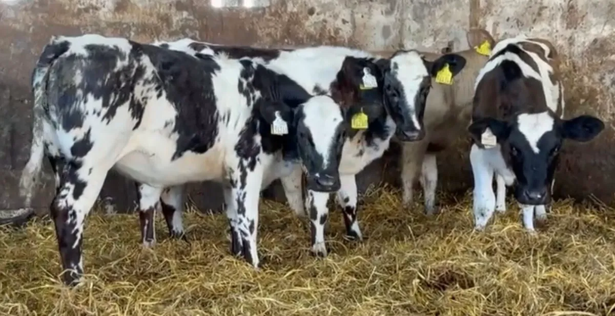 Smashing ai bred  heifers - Image 2