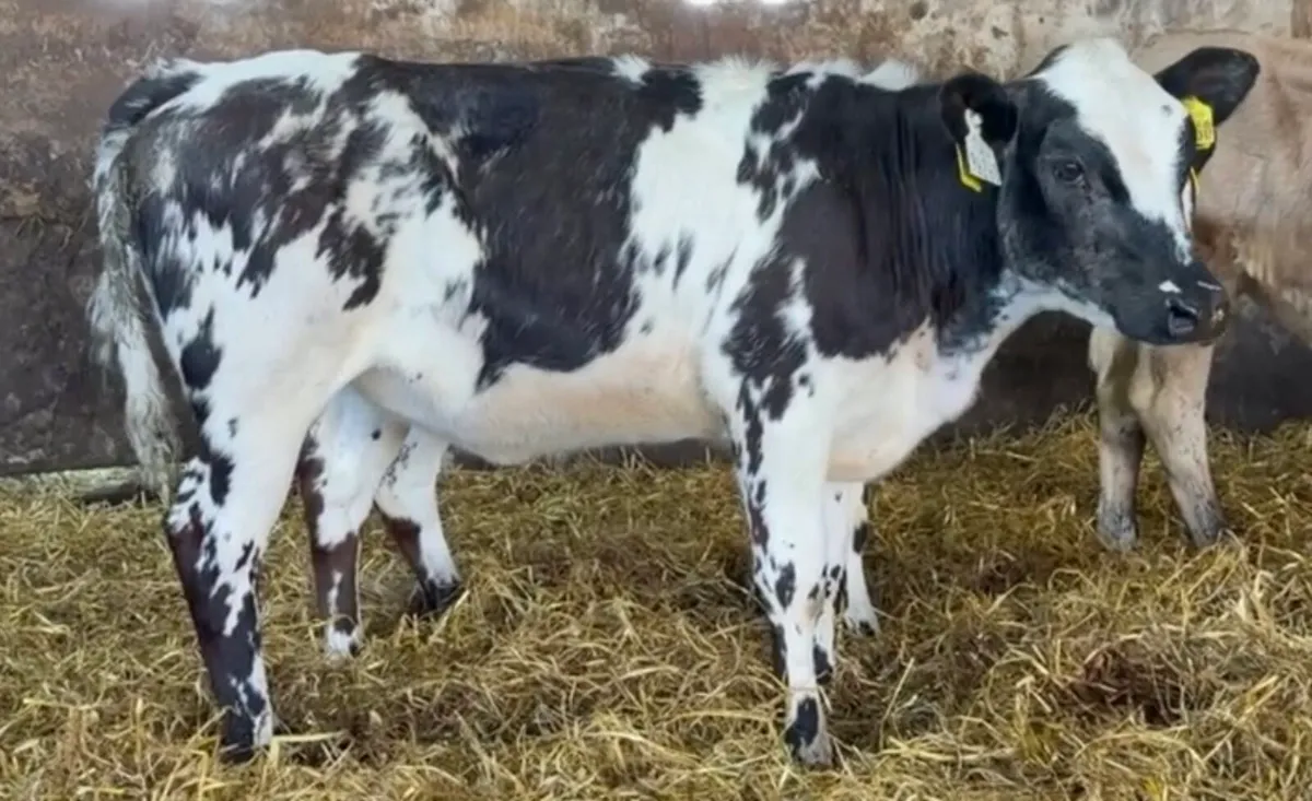 Smashing ai bred  heifers - Image 3