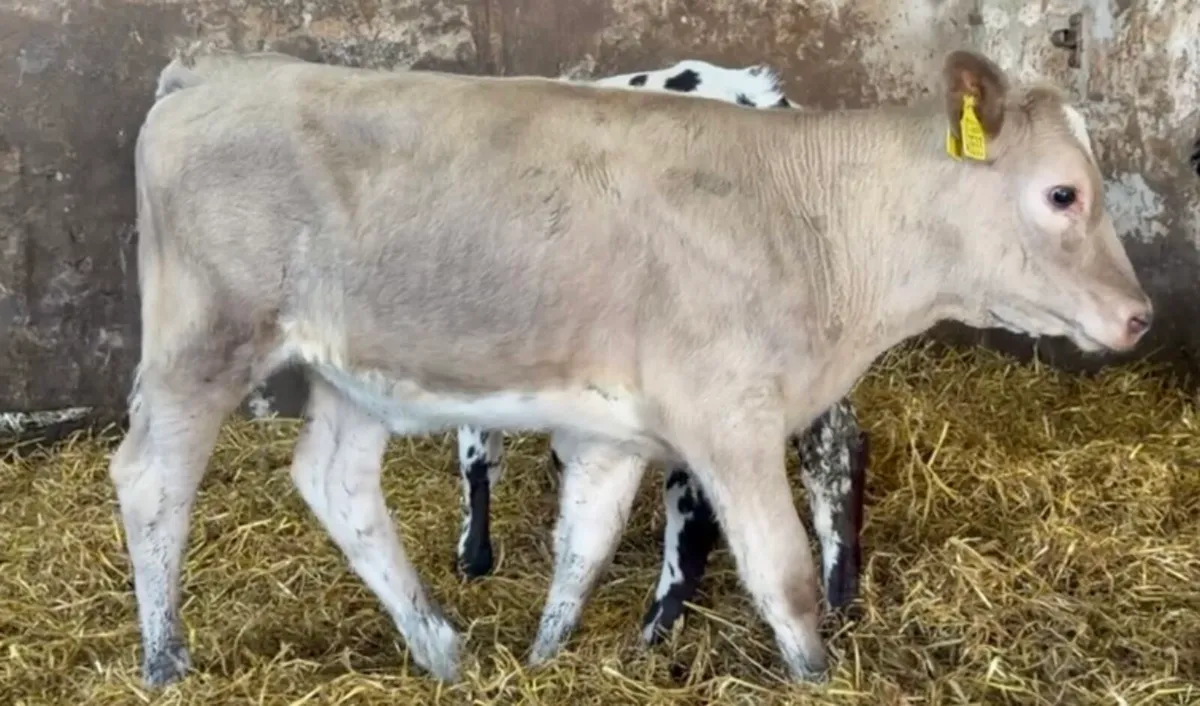 Smashing ai bred  heifers - Image 4