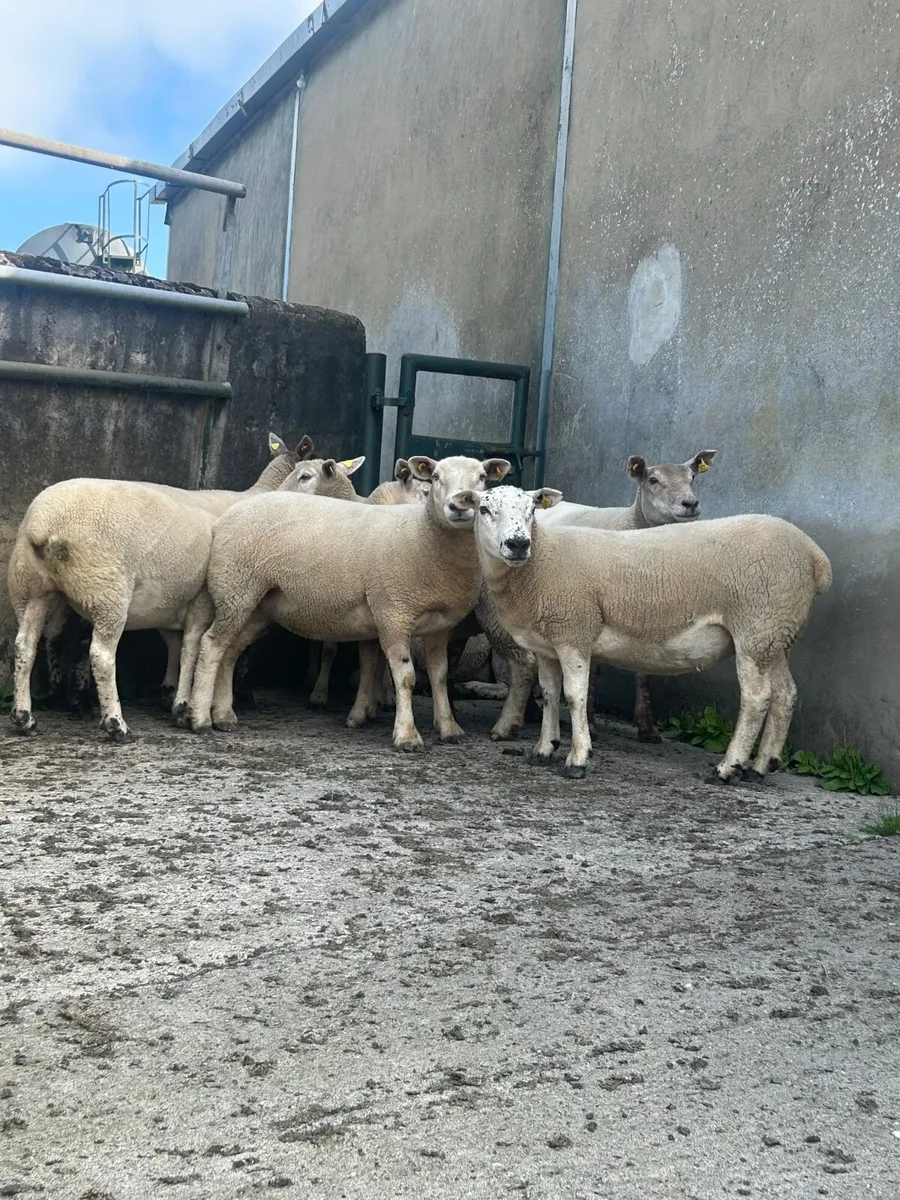 Sheep - Image 1