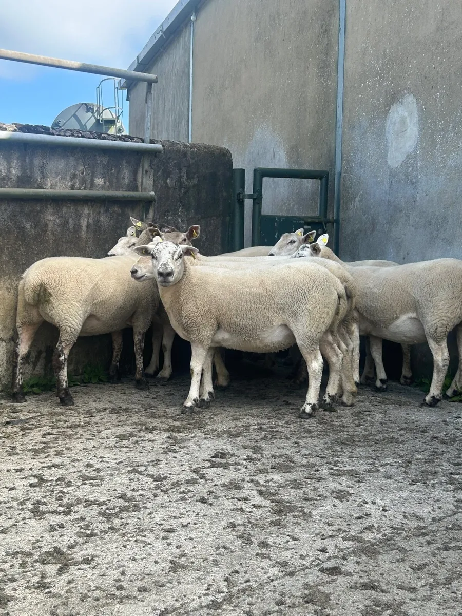 Sheep - Image 2
