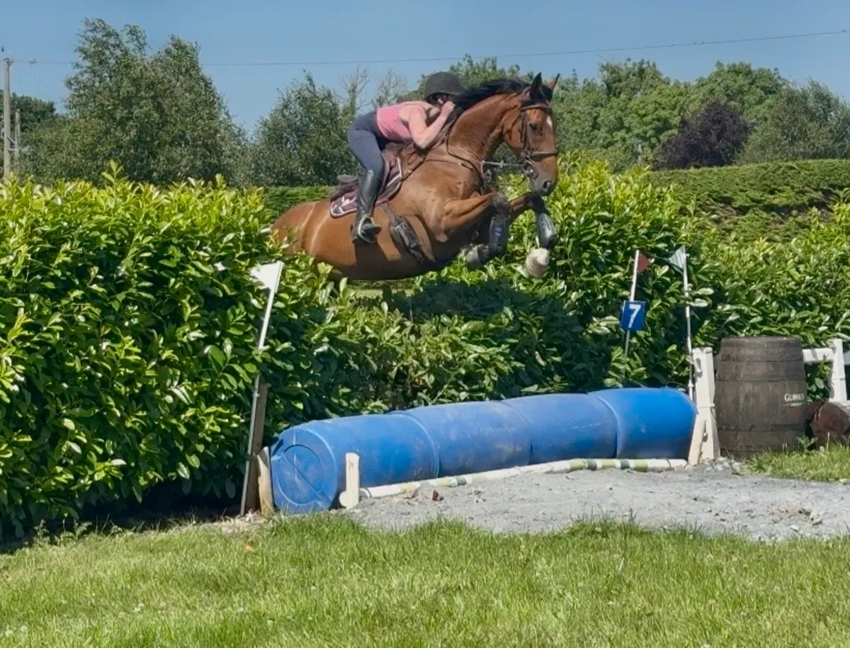 Top class all rounder - Image 3