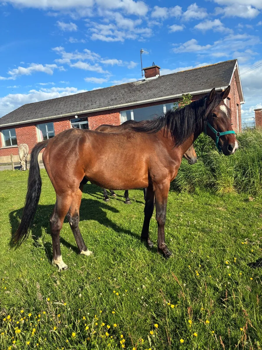 2year old half bred Gelding - Image 1