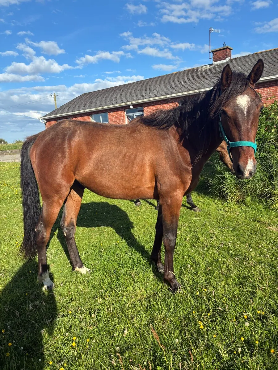 2year old half bred Gelding - Image 2