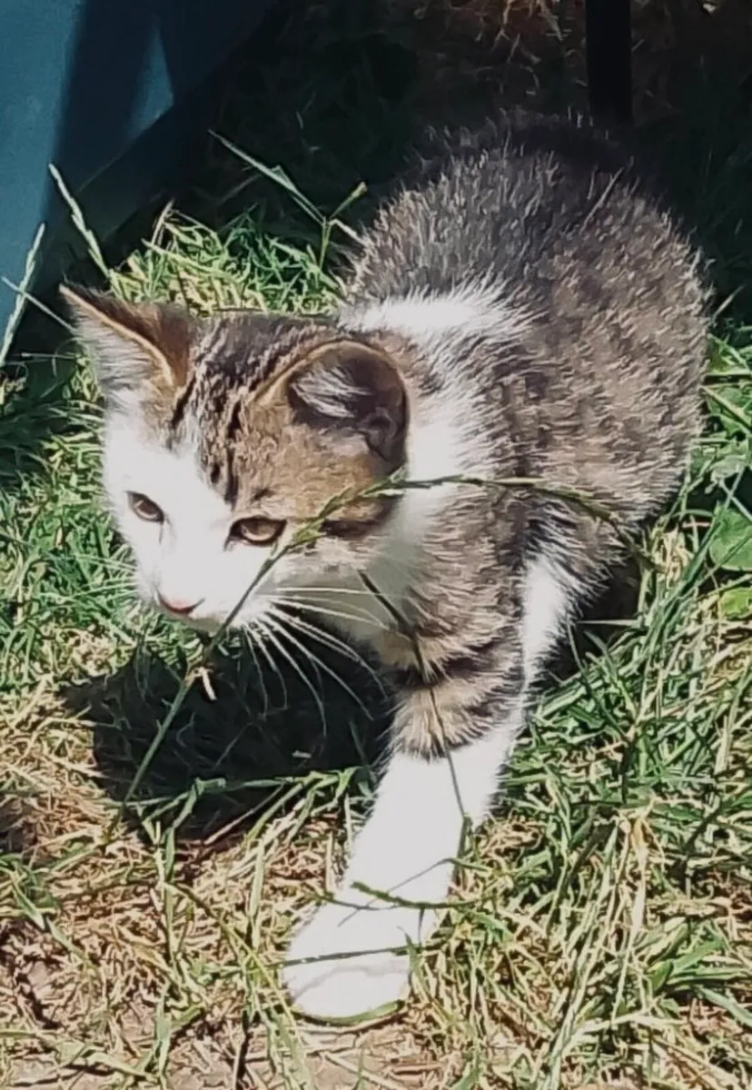 Kitten - Image 4