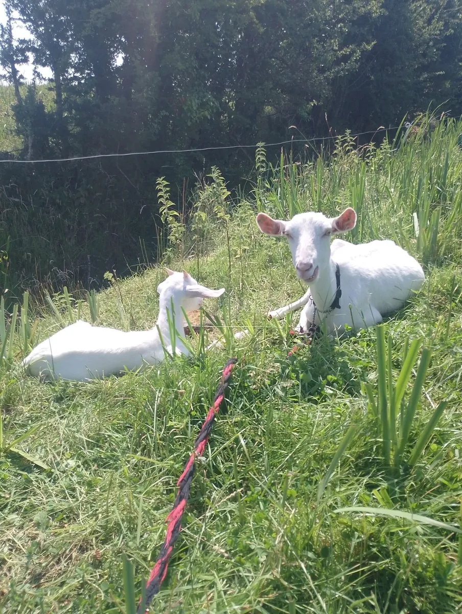 Goats - Image 4