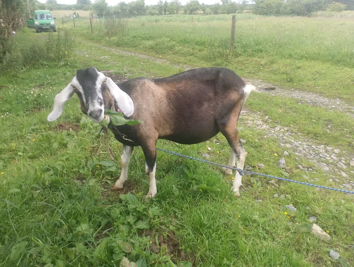 Goats - Image 1