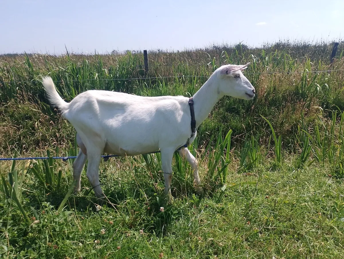 Goats - Image 2