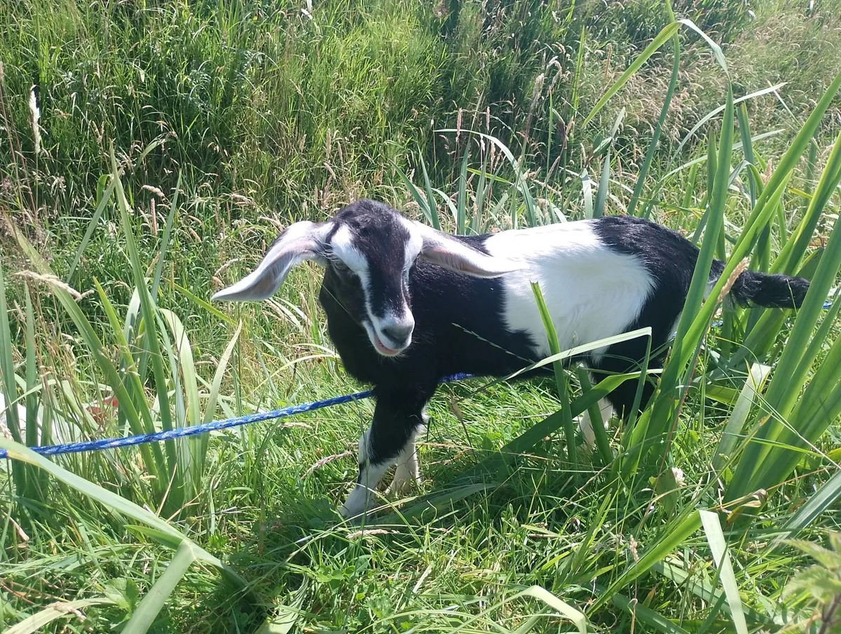Goats - Image 3