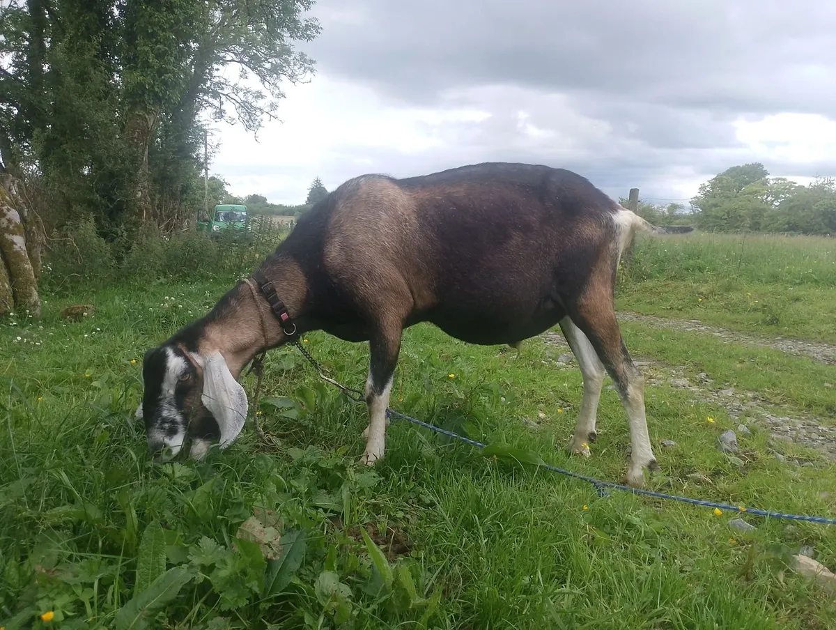Goats - Image 4