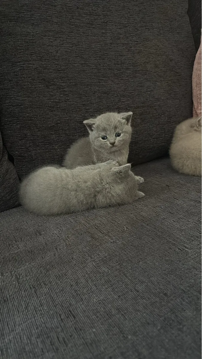 British Short Hair kittens- blue and lilac - Image 1