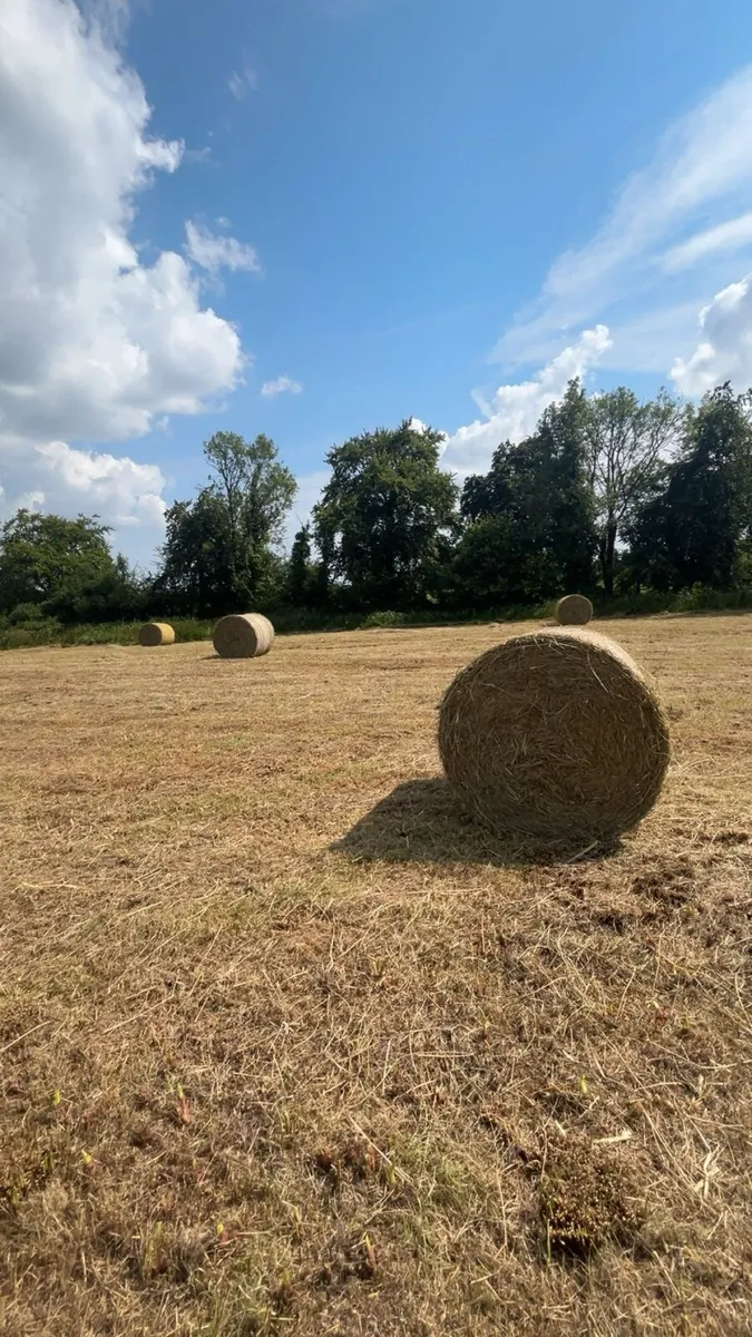 Round bales of Hay - Image 2