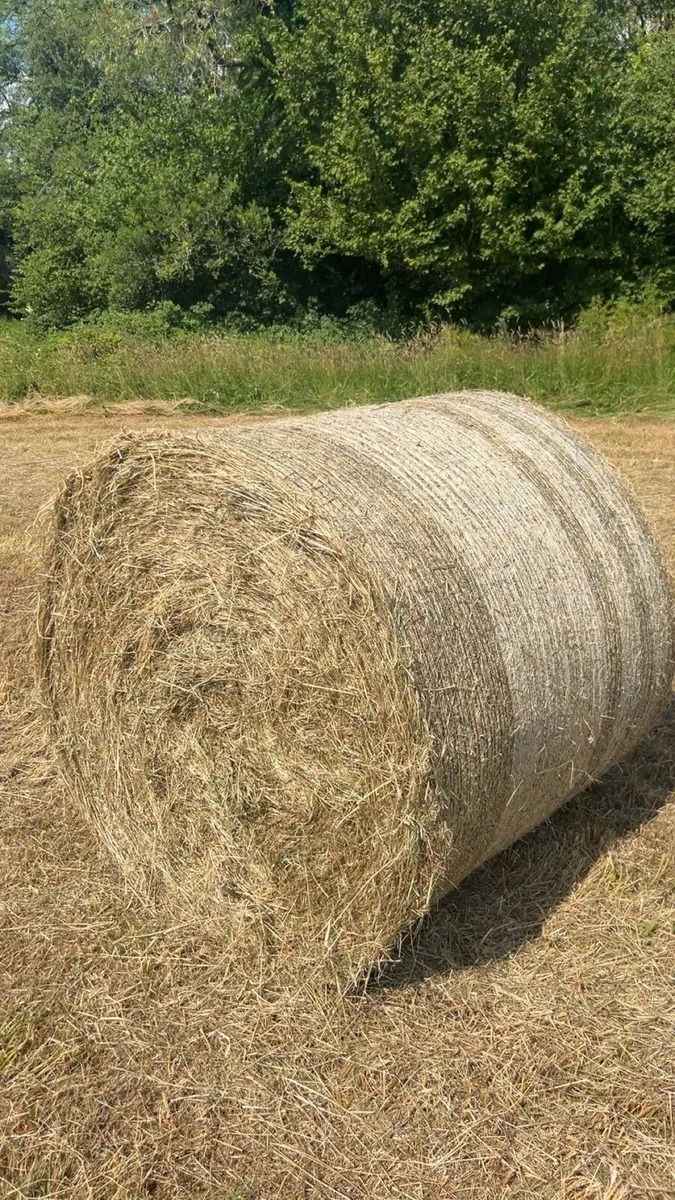 Round bales of Hay - Image 4