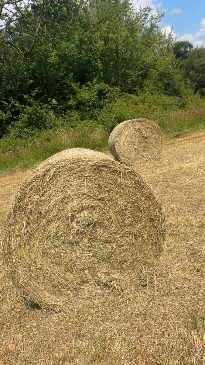 Round bales of Hay - Image 3
