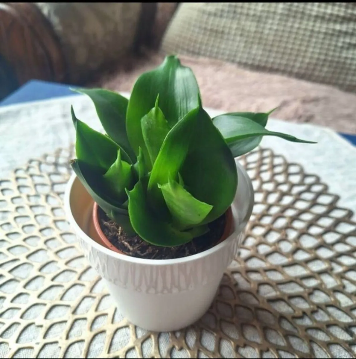 Small Sansevieria Hahnii in White Pot - Image 1