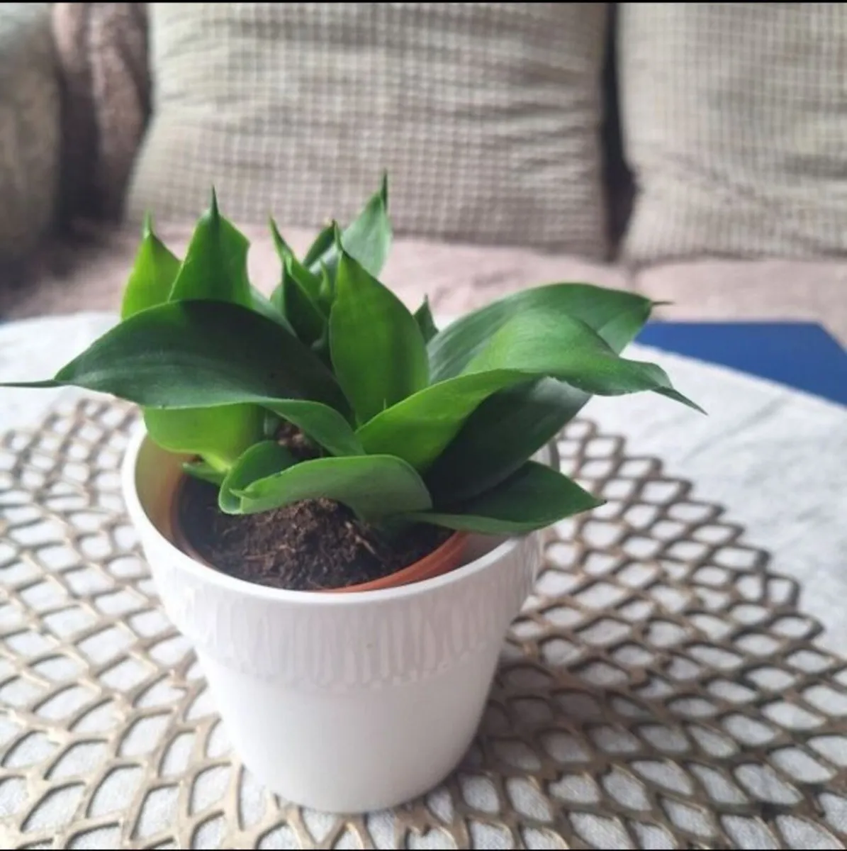 Small Sansevieria Hahnii in White Pot - Image 4