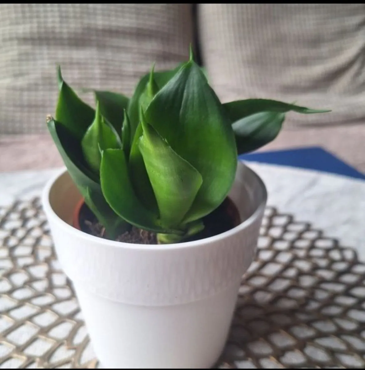 Small Sansevieria Hahnii in White Pot - Image 2