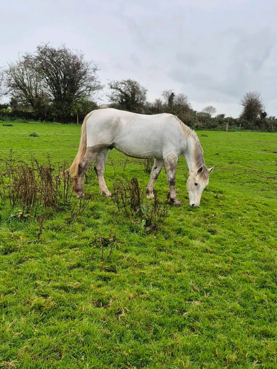 5year old irish draught - Image 3