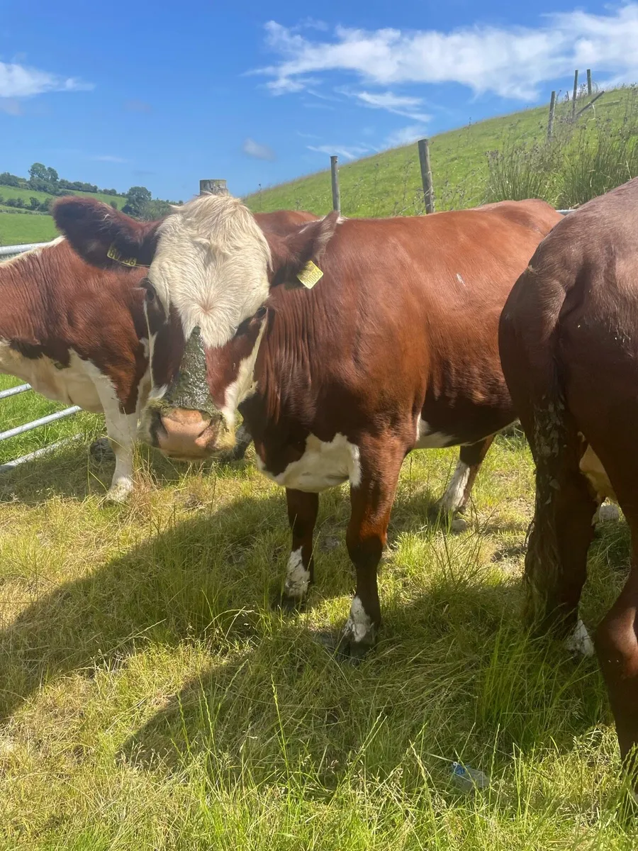 In calf heifers - Image 1