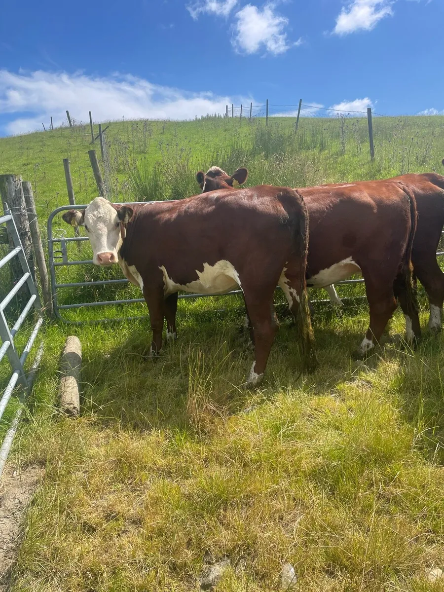 In calf heifers - Image 2