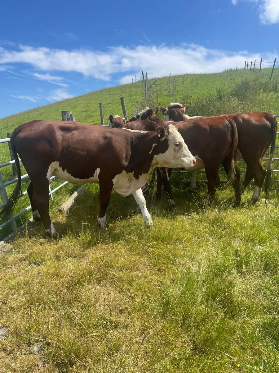 In calf heifers - Image 3