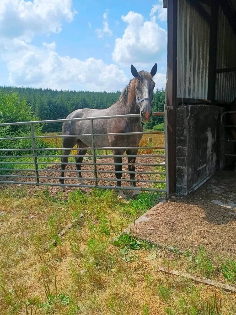 Irish draught gelding