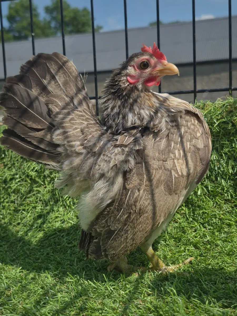 Poultry - Image 1