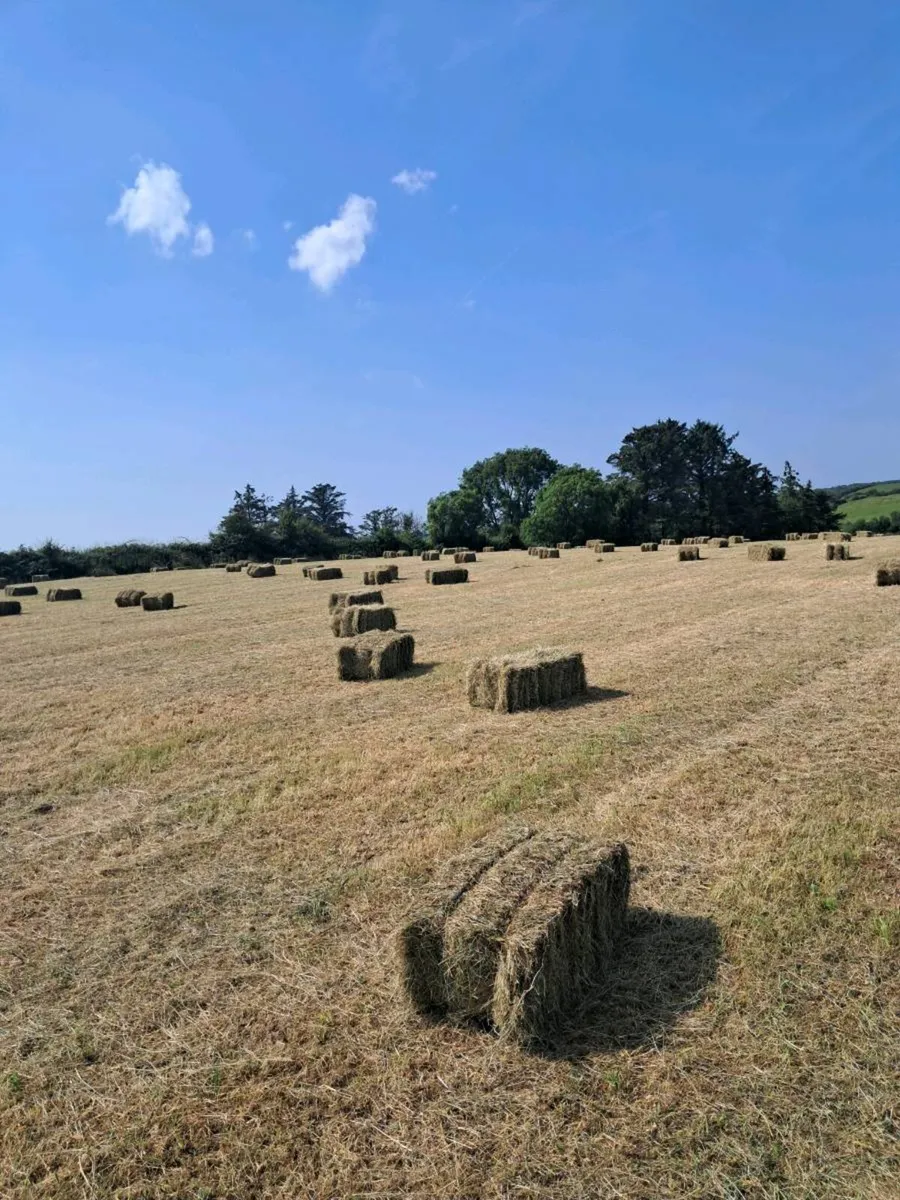 Hay Round and Square bales - Image 2