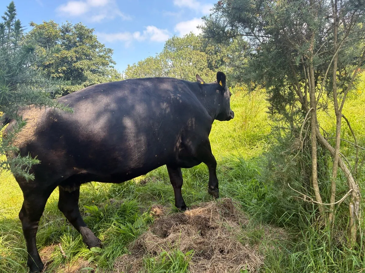 Purebred registered cows - Image 3