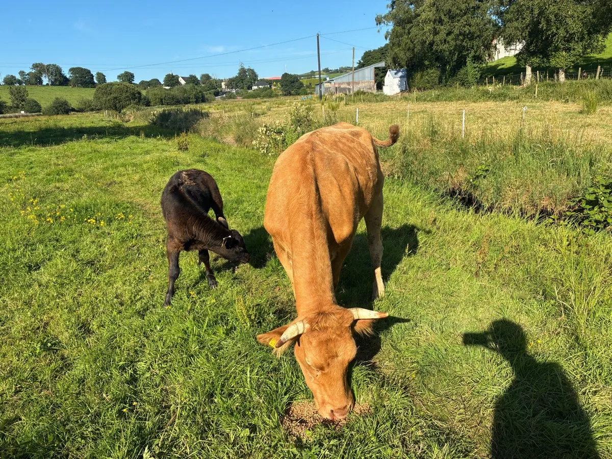 Purebred registered cows - Image 4