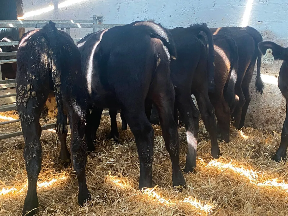 50 reared calves - Image 1