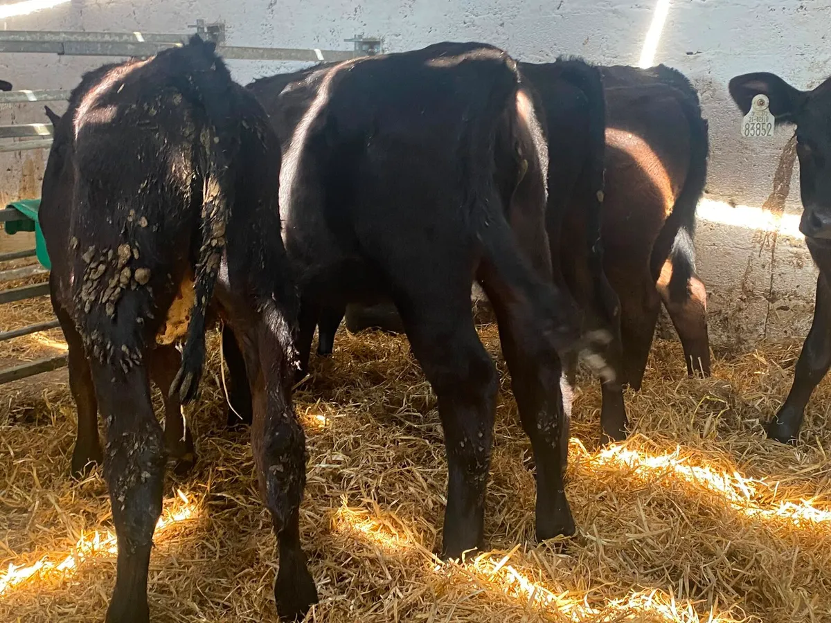 50 reared calves - Image 4