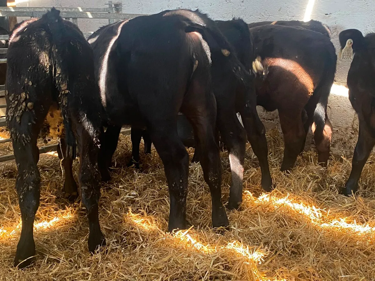 50 reared calves - Image 2