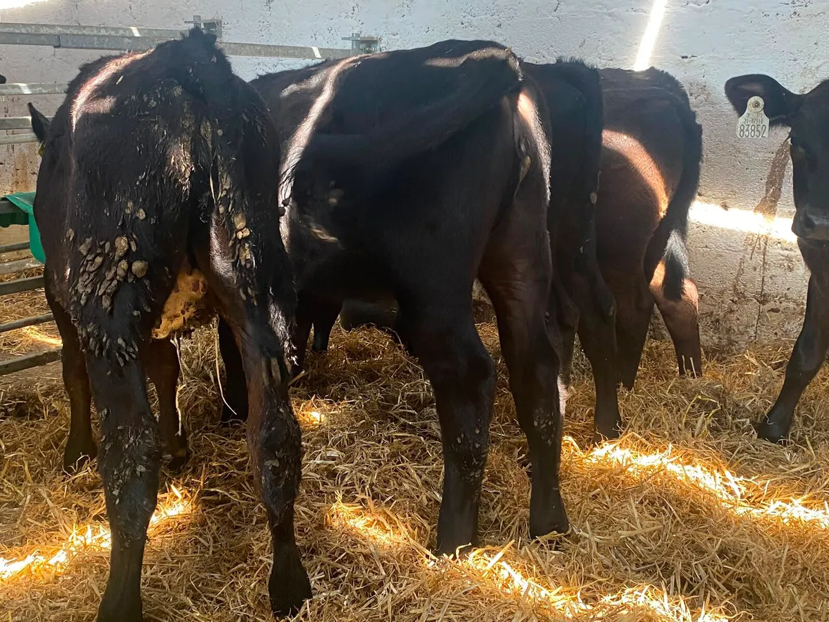 50 reared calves - Image 3