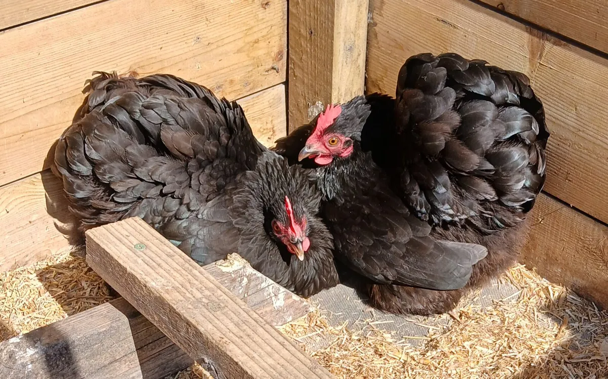 Broody hen