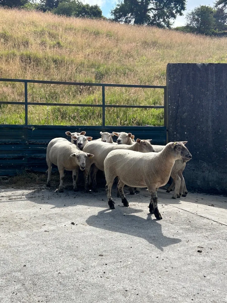 Sheep - Image 3