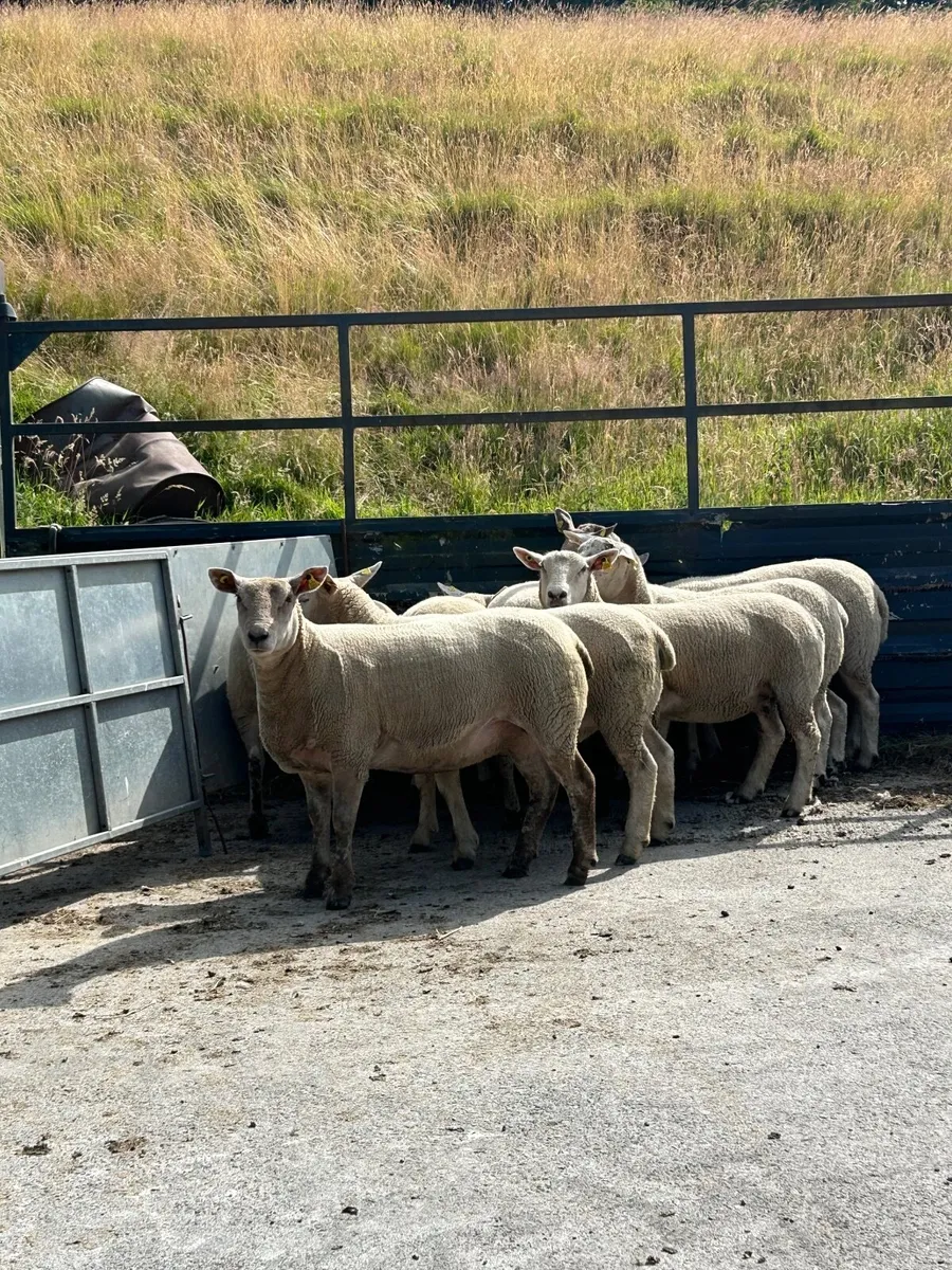 Sheep - Image 4